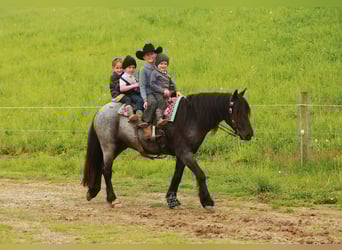 Tinker Mix, Wałach, 4 lat, 137 cm, Karodereszowata