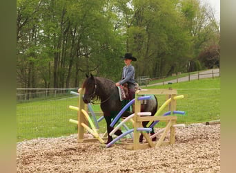 Tinker Mix, Wałach, 4 lat, 137 cm, Karodereszowata
