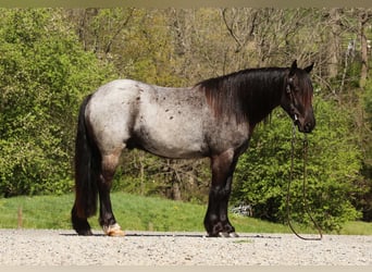 Tinker Mix, Wałach, 4 lat, 137 cm, Karodereszowata