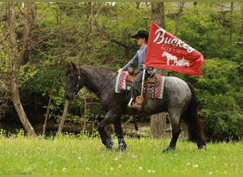 Tinker Mix, Wałach, 4 lat, 137 cm, Karodereszowata