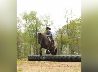 Tinker Mix, Wałach, 4 lat, 137 cm, Karodereszowata