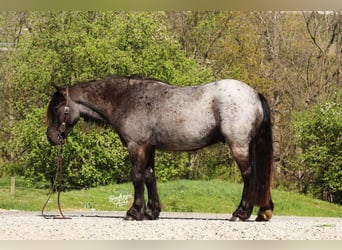 Tinker Mix, Wałach, 4 lat, 137 cm, Karodereszowata