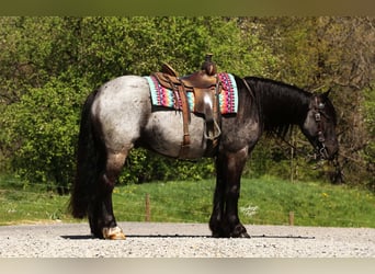 Tinker Mix, Wałach, 4 lat, 137 cm, Karodereszowata