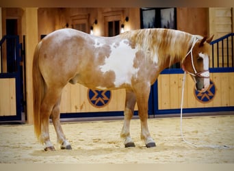 Tinker Mix, Wałach, 4 lat, 142 cm