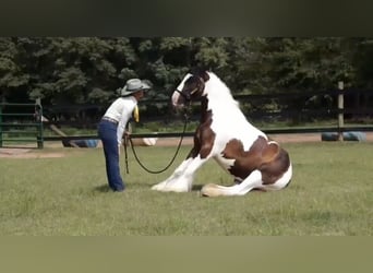 Tinker, Wałach, 4 lat, 142 cm