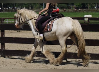 Tinker, Wałach, 4 lat, 143 cm, Siwa