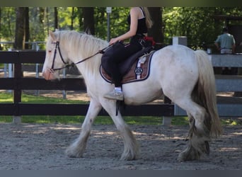 Tinker, Wałach, 4 lat, 143 cm, Siwa