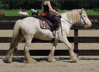 Tinker, Wałach, 4 lat, 143 cm, Siwa