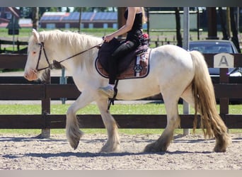 Tinker, Wałach, 4 lat, 143 cm, Siwa