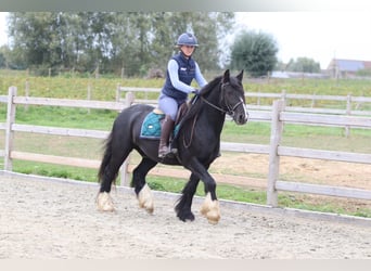 Tinker, Wałach, 4 lat, 144 cm, Kara