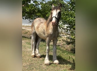 Tinker, Wałach, 4 lat, 144 cm