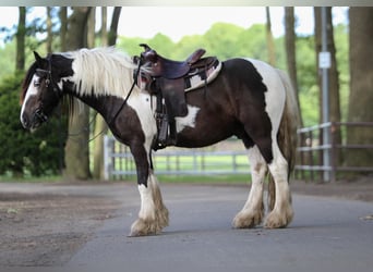 Tinker, Wałach, 4 lat, 146 cm, Srokata