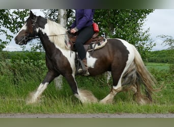 Tinker, Wałach, 4 lat, 146 cm, Srokata