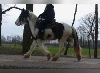 Tinker, Wałach, 4 lat, 148 cm, Srokata