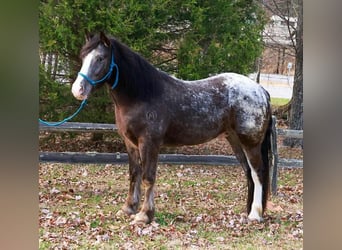 Tinker Mix, Wałach, 4 lat, 150 cm