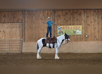Tinker, Wałach, 4 lat, 157 cm, Tobiano wszelkich maści