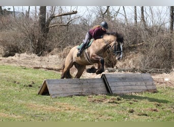 Tinker Mix, Wałach, 4 lat, 160 cm, Grullo
