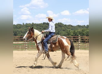 Tinker Mix, Wałach, 4 lat, 160 cm, Srokata