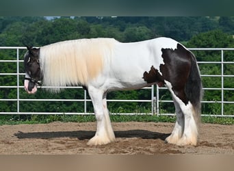 Tinker, Wałach, 4 lat, Srokata