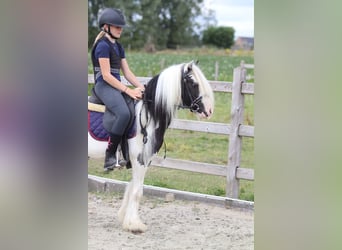 Tinker, Wałach, 5 lat, 120 cm, Srokata