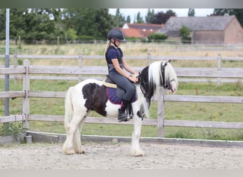 Tinker, Wałach, 5 lat, 120 cm, Srokata