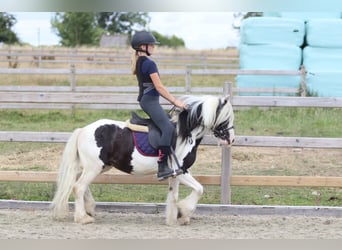 Tinker, Wałach, 5 lat, 120 cm, Srokata