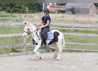 Tinker, Wałach, 5 lat, 122 cm, Srokata