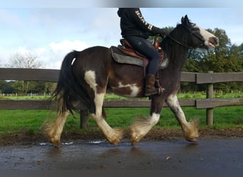 Tinker, Wałach, 5 lat, 137 cm, Srokata