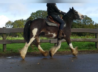 Tinker, Wałach, 5 lat, 137 cm, Srokata