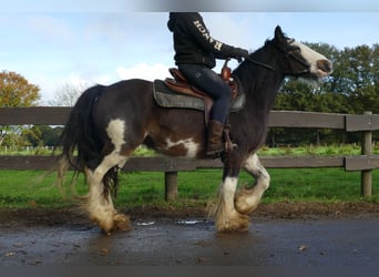 Tinker, Wałach, 5 lat, 137 cm, Srokata