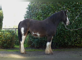 Tinker, Wałach, 5 lat, 137 cm, Srokata