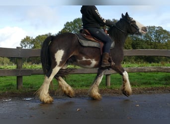 Tinker, Wałach, 5 lat, 137 cm, Srokata