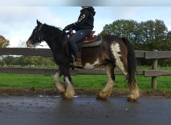 Tinker, Wałach, 5 lat, 137 cm, Srokata