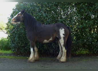 Tinker, Wałach, 5 lat, 137 cm, Srokata