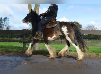 Tinker, Wałach, 5 lat, 137 cm, Srokata