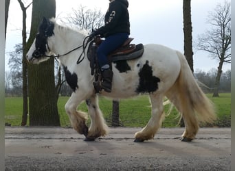 Tinker, Wałach, 5 lat, 142 cm, Srokata