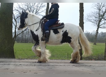 Tinker, Wałach, 5 lat, 142 cm, Srokata