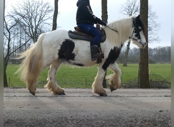 Tinker, Wałach, 5 lat, 142 cm, Srokata