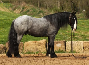Tinker Mix, Wałach, 5 lat, 145 cm, Karodereszowata