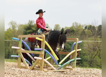 Tinker Mix, Wałach, 5 lat, 145 cm, Karodereszowata