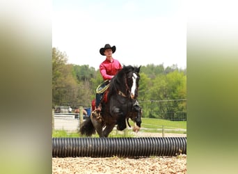 Tinker Mix, Wałach, 5 lat, 145 cm, Karodereszowata