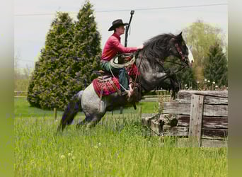 Tinker Mix, Wałach, 5 lat, 145 cm, Karodereszowata
