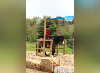 Tinker Mix, Wałach, 5 lat, 145 cm, Karodereszowata