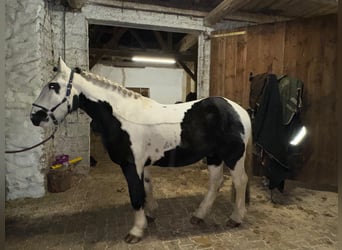 Tinker, Wałach, 5 lat, 145 cm, Srokata