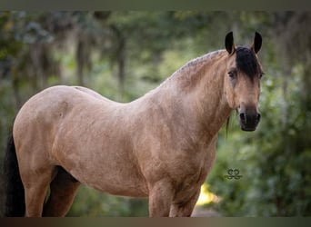 Tinker, Wałach, 5 lat, 147 cm, Jelenia