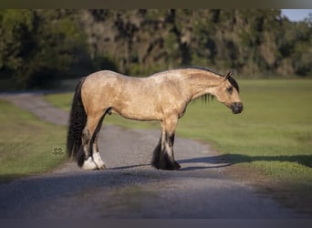Tinker, Wałach, 5 lat, 147 cm, Jelenia