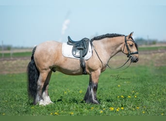 Tinker, Wałach, 5 lat, 147 cm, Jelenia