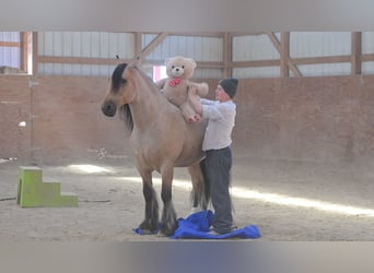 Tinker, Wałach, 5 lat, 147 cm, Jelenia