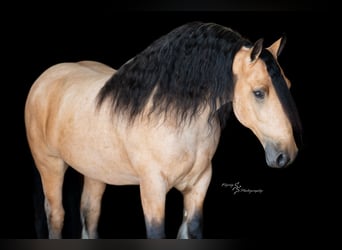 Tinker, Wałach, 5 lat, 147 cm, Jelenia