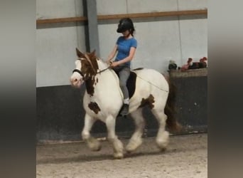 Tinker, Wałach, 5 lat, 149 cm, Srokata
